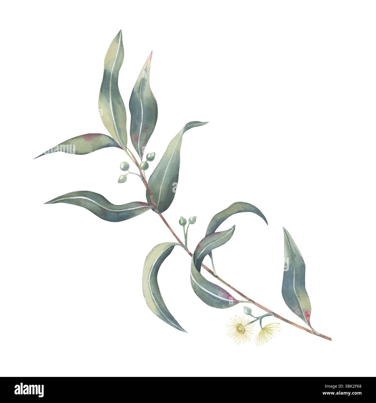 Eukalyptuszweig mit Blättern, Trieben und Knospen, Aquarell isoliert auf weiß. Botanische Illustration, die Zweige handgezeichnet für Aromatherapie-Etikett Stockfoto