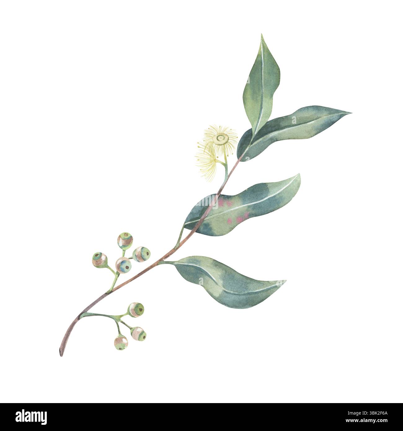 Eukalyptuszweig mit Blättern, Trieben und Knospen, Aquarell isoliert auf weiß. Botanische Illustration von Kräutern, handgezeichnet für Aromatherapie-Etikett Stockfoto