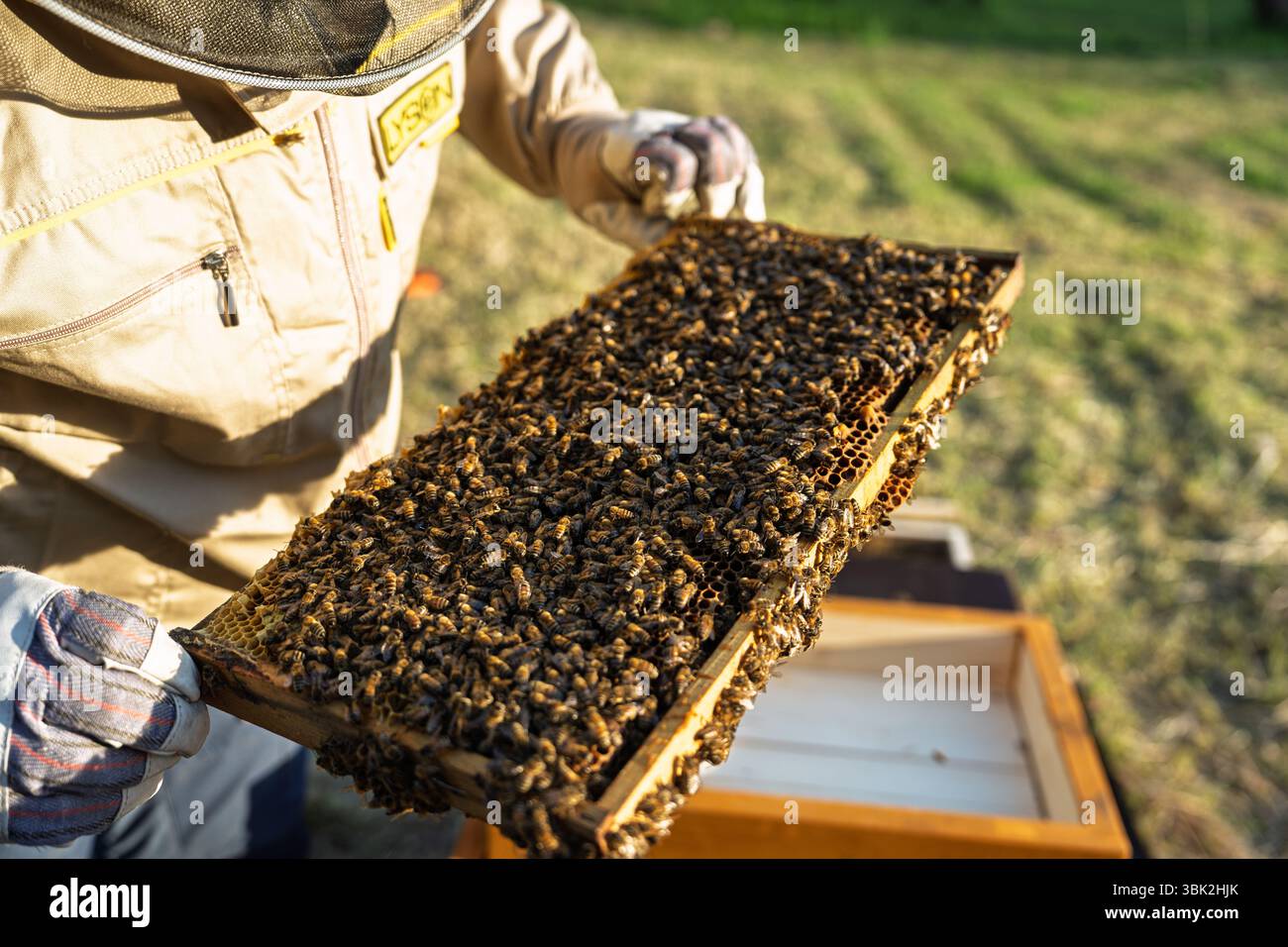 Imker inspiziert Wabenrahmen bedeckt mit Bienen, um Bienengesundheit und Produktivität zu gewährleisten Stockfoto