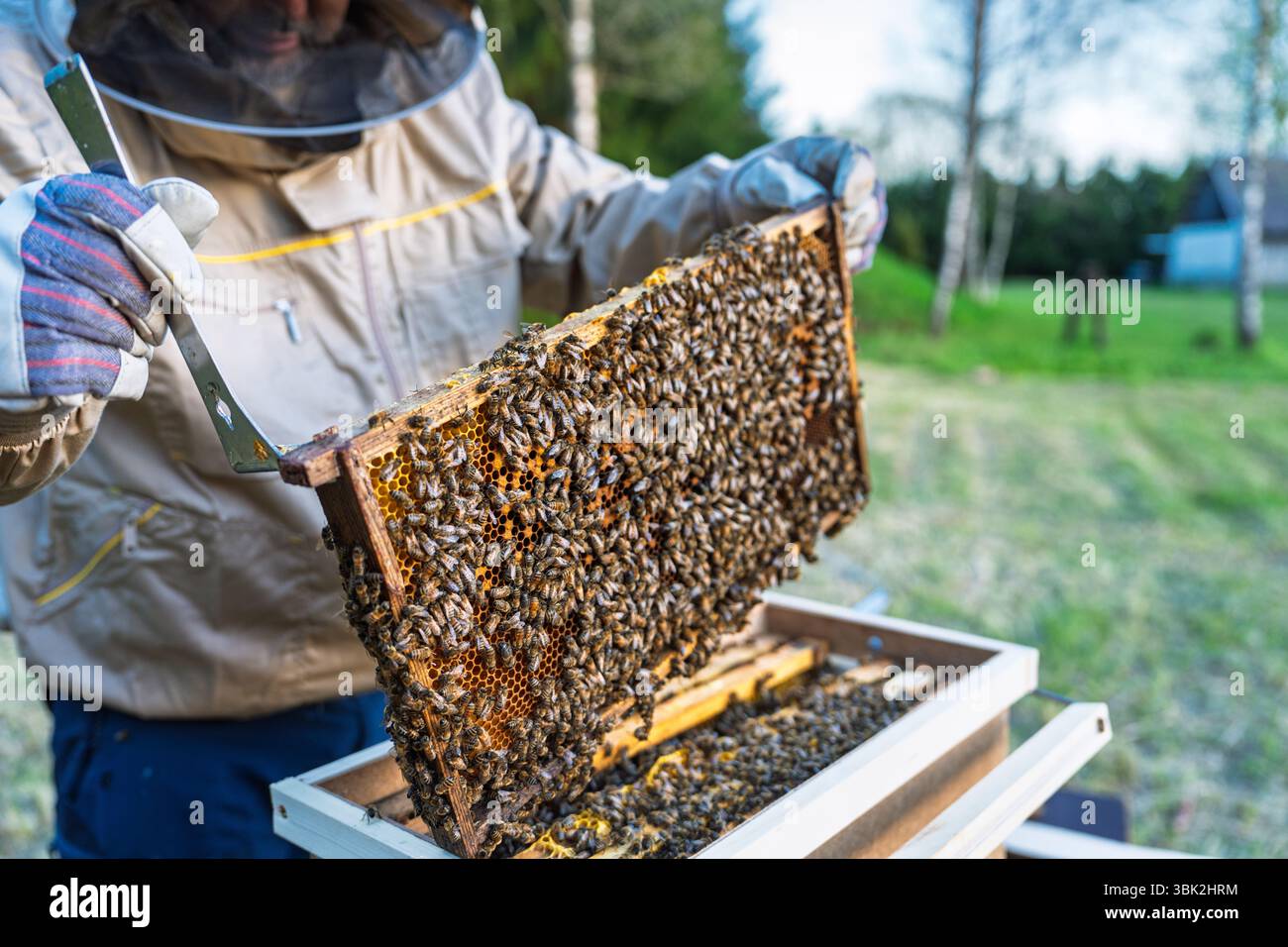 Imker inspiziert Wabenrahmen, der mit Bienen bedeckt ist, in der Bienenzucht und in der Honigproduktion Stockfoto