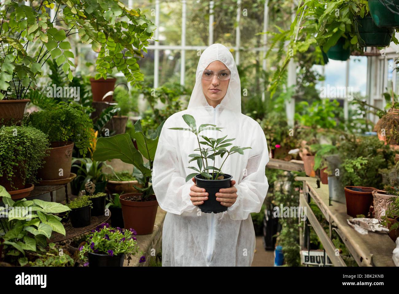 Die Kunststofftopfhalteanlage liegt auf einer Bank zwischen Terrakottatöpfen unter dem Dach des Gewächshauses Stockfoto