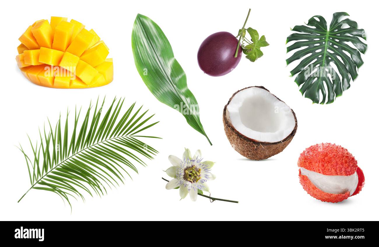 Tropische Blätter und Früchte isoliert auf weiß, Set Stockfoto