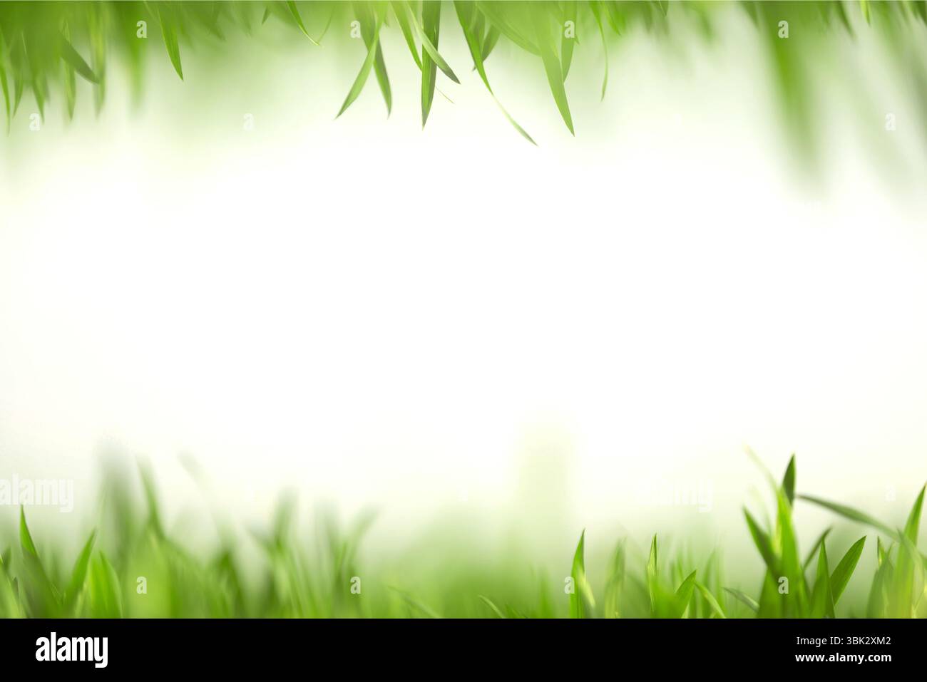 Grünes Gras in künstlerischer Komposition mit Kopierraum Stockfoto