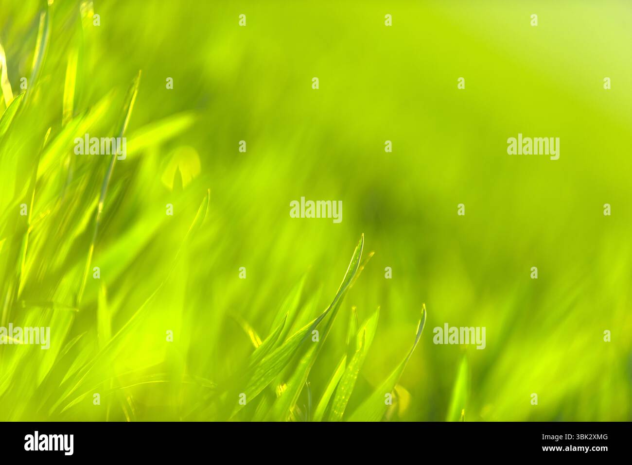 Grünes Gras in künstlerischer Komposition mit Kopierraum Stockfoto