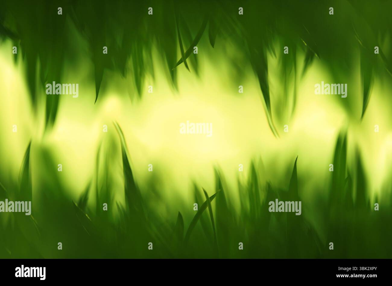 Grünes Gras in künstlerischer Komposition als Dschungel Stockfoto
