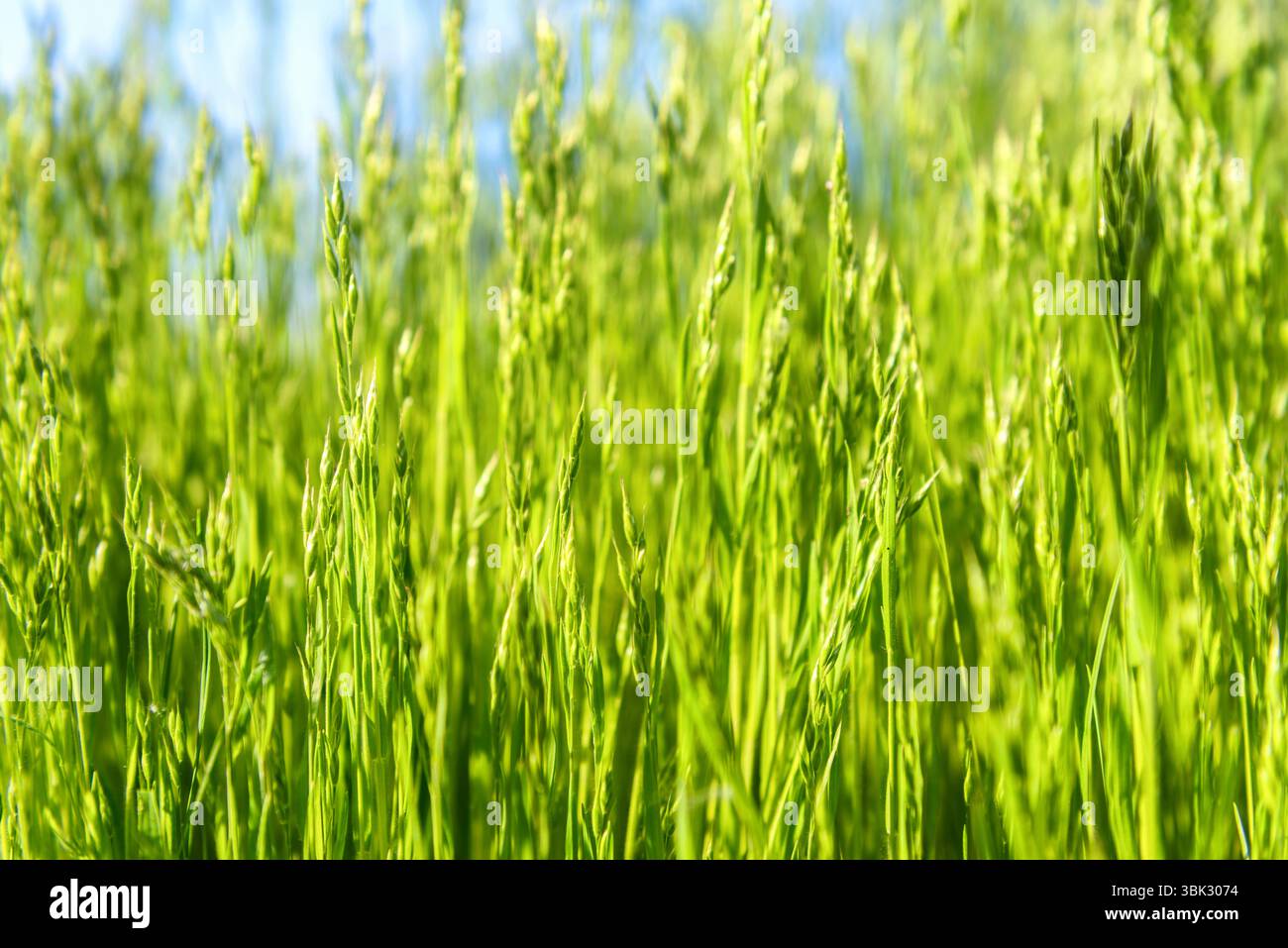 Grünes Gras in künstlerischer Komposition mit Kopierraum Stockfoto
