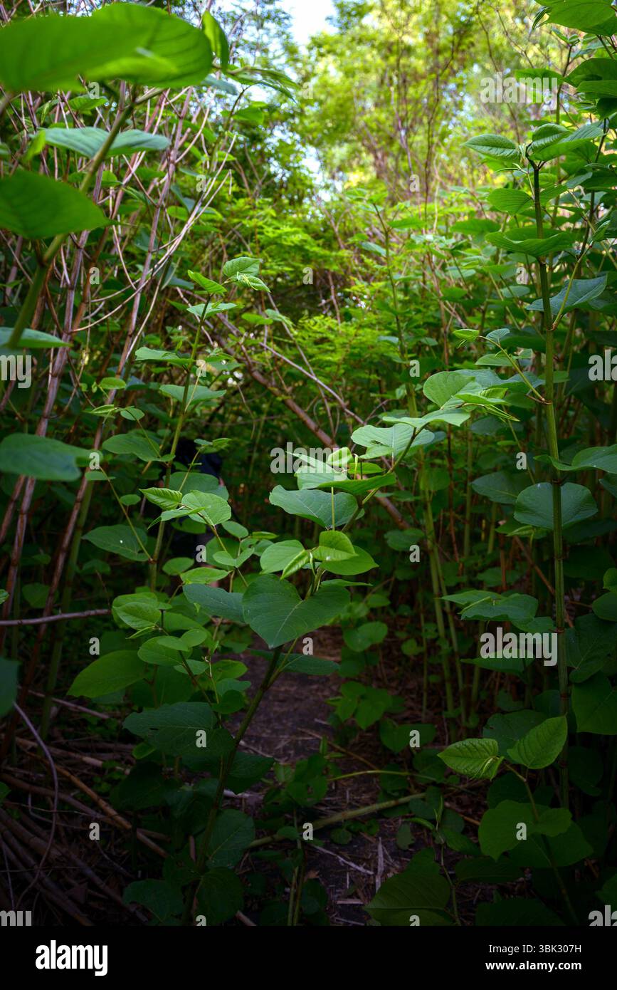 Frische Pflanze in künstlerischer Komposition im Dschungel Stockfoto