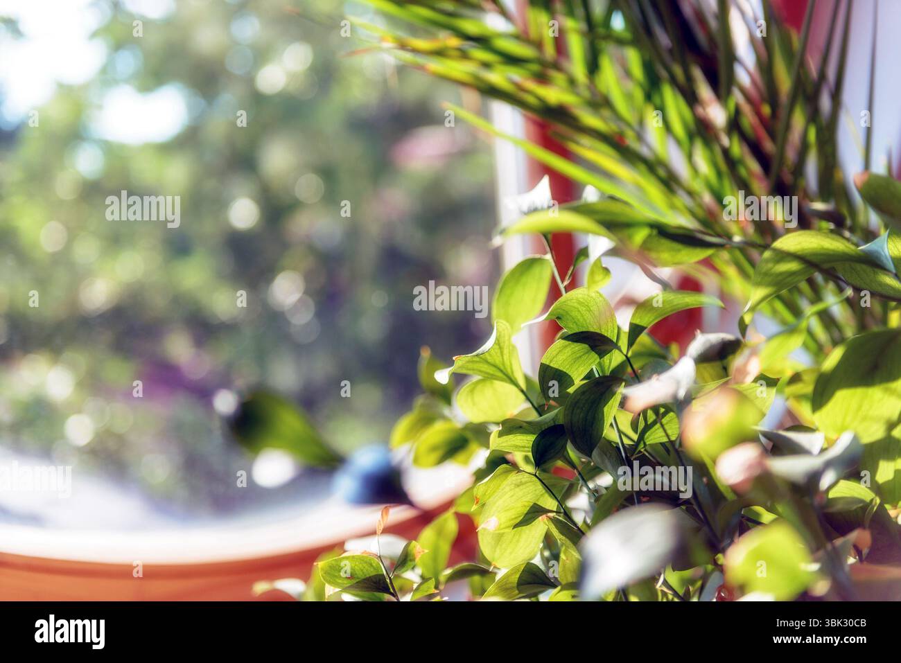 Grüne Pflanze vor dem Fenster mit wunderschönem Sonnenschein Stockfoto