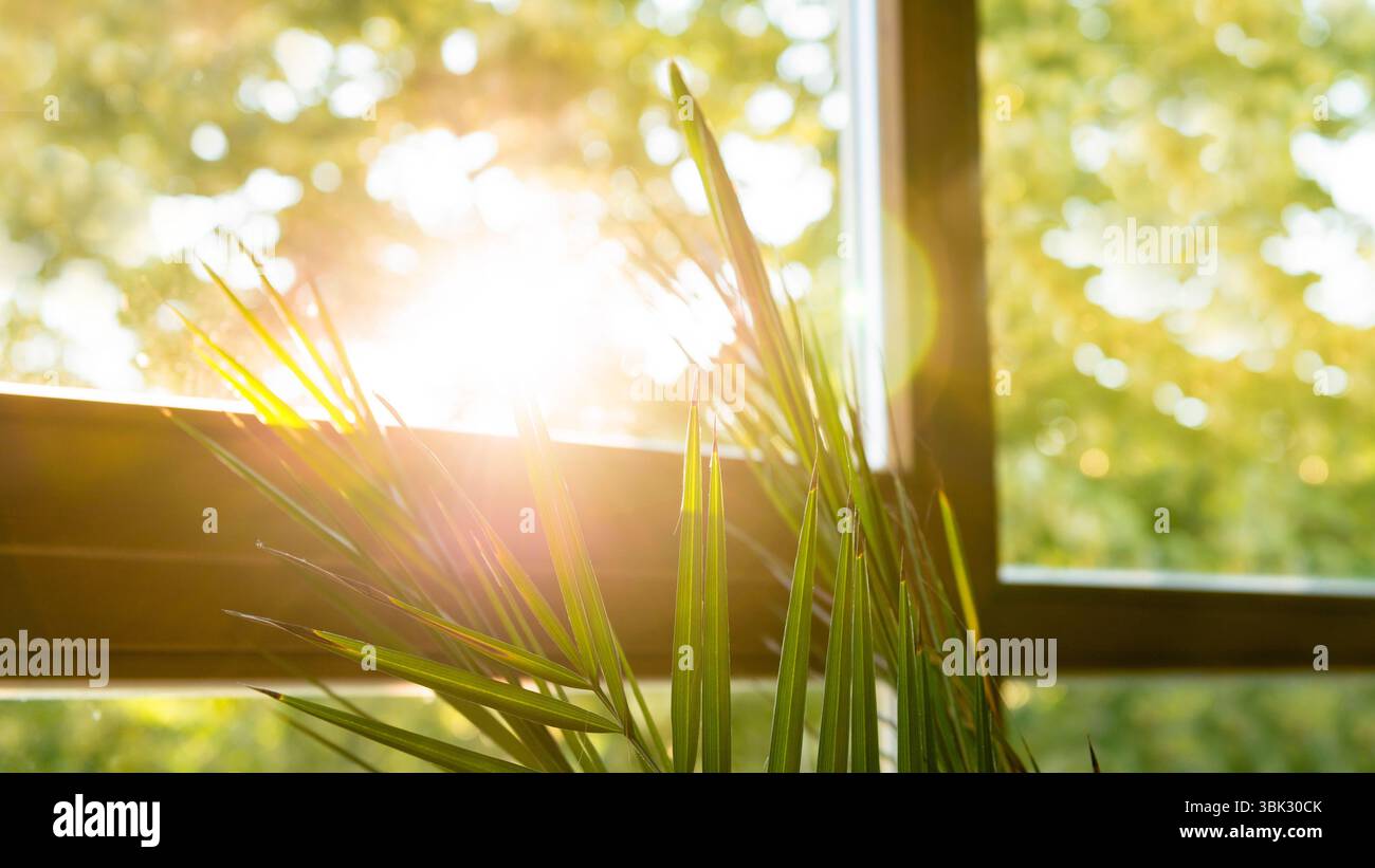Grüne Pflanze vor dem Fenster mit wunderschönem Sonnenschein Stockfoto
