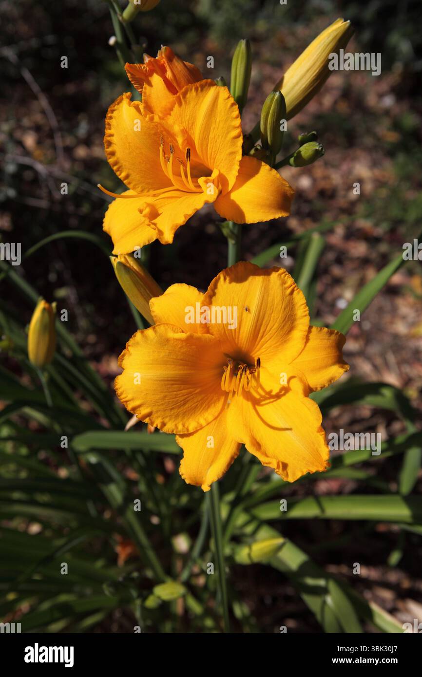 Taglilie, Taglilie oder Grabenlilie, Hemerocallis lilioasphodelus, kultivierte blühende Pflanze der Gattung Hemerocallis aus der Familie Asphodelaceae. Stockfoto