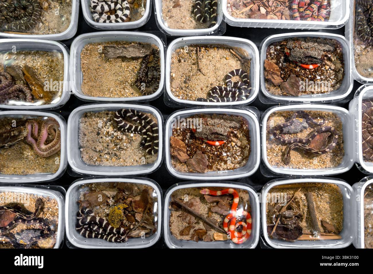 Großpackung Jungschlangen Closeup Fotos Stockfoto