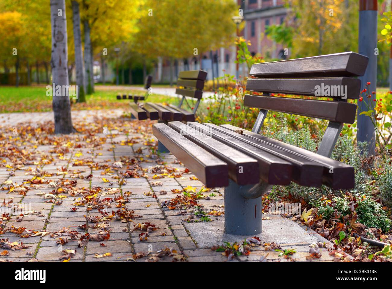 Stilvolle Sitzbank im Herbst Park Nahaufnahme Foto Stockfoto