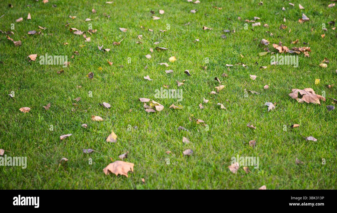 Outdoor Fotomaterial Gras und Bäume im Park mit guten Lichtern Stockfoto