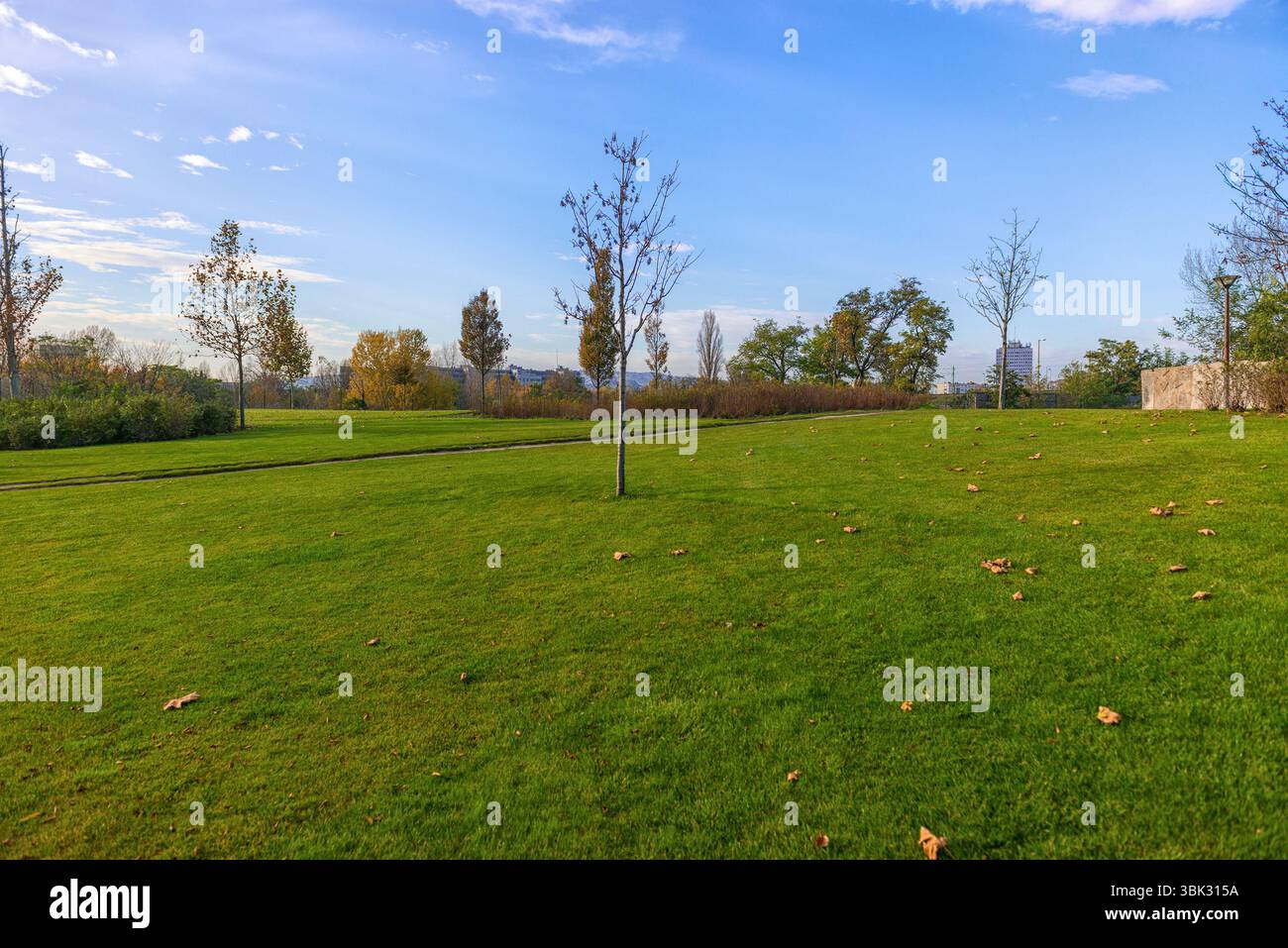 Outdoor Fotomaterial Gras und Bäume im Park mit guten Lichtern Stockfoto