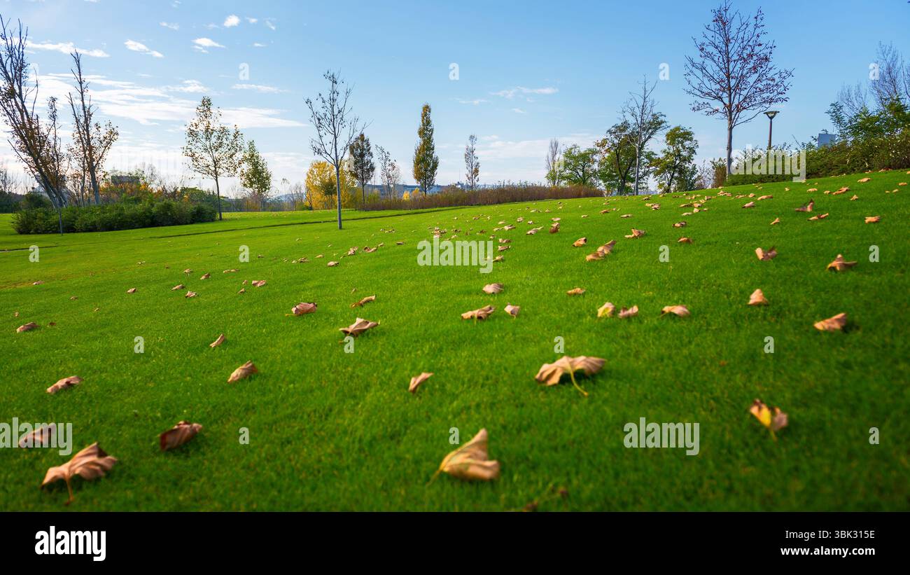 Outdoor Fotomaterial Gras und Bäume im Park mit guten Lichtern Stockfoto