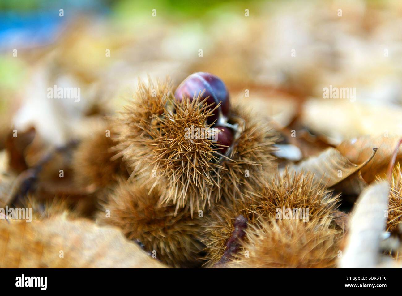 Viele Nüsse Hintergrundstruktur Nahaufnahme Foto Stockfoto