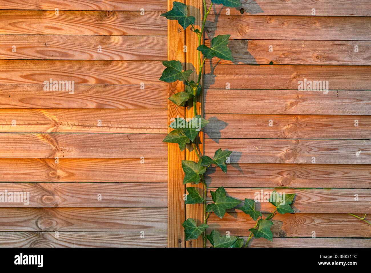 Braunes Holzzaun Nahaufnahme Foto als Hintergrund Stockfoto