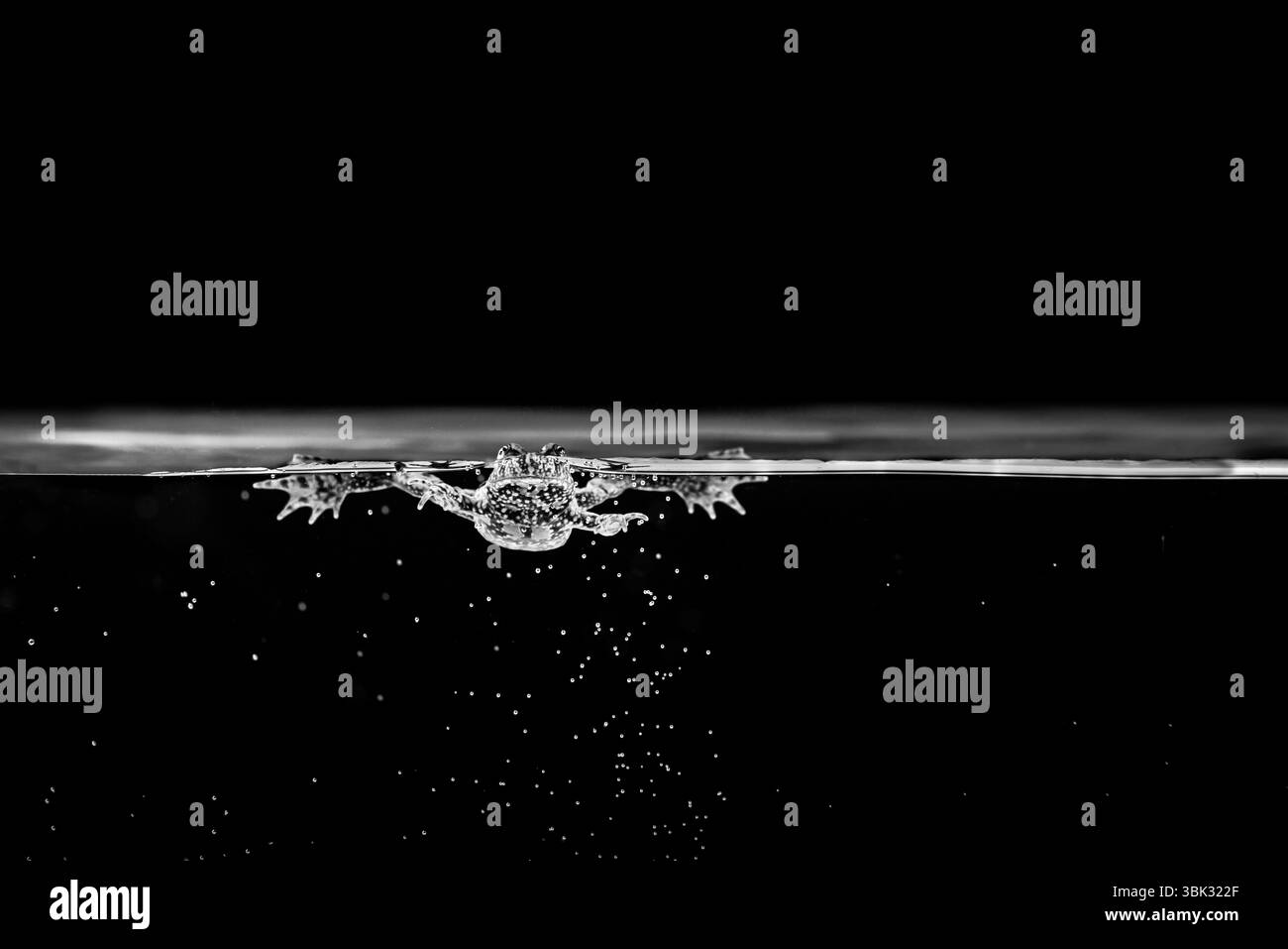 Kleiner Frosch schwimmt im Wasser Nahaufnahme Foto Stockfoto