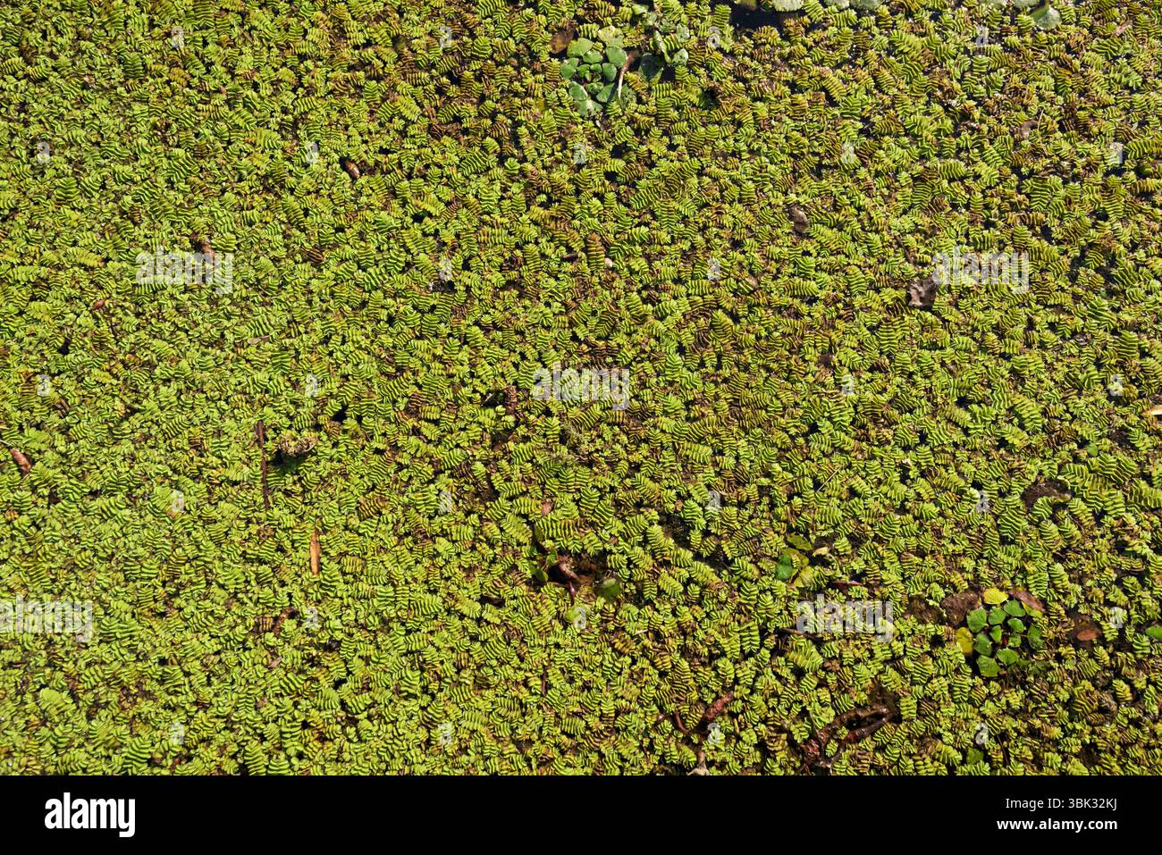 Wasserpflanzen als Hintergrundfoto Textur closeup Stockfoto