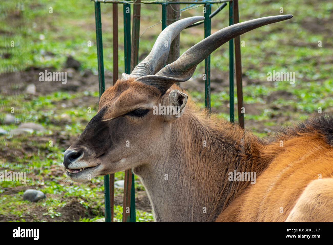 Majestätische Hornantilope genießt einen Moment der Ruhe, während Sie sich auf dem grünen Feld bei Tageslicht niederlegen Stockfoto