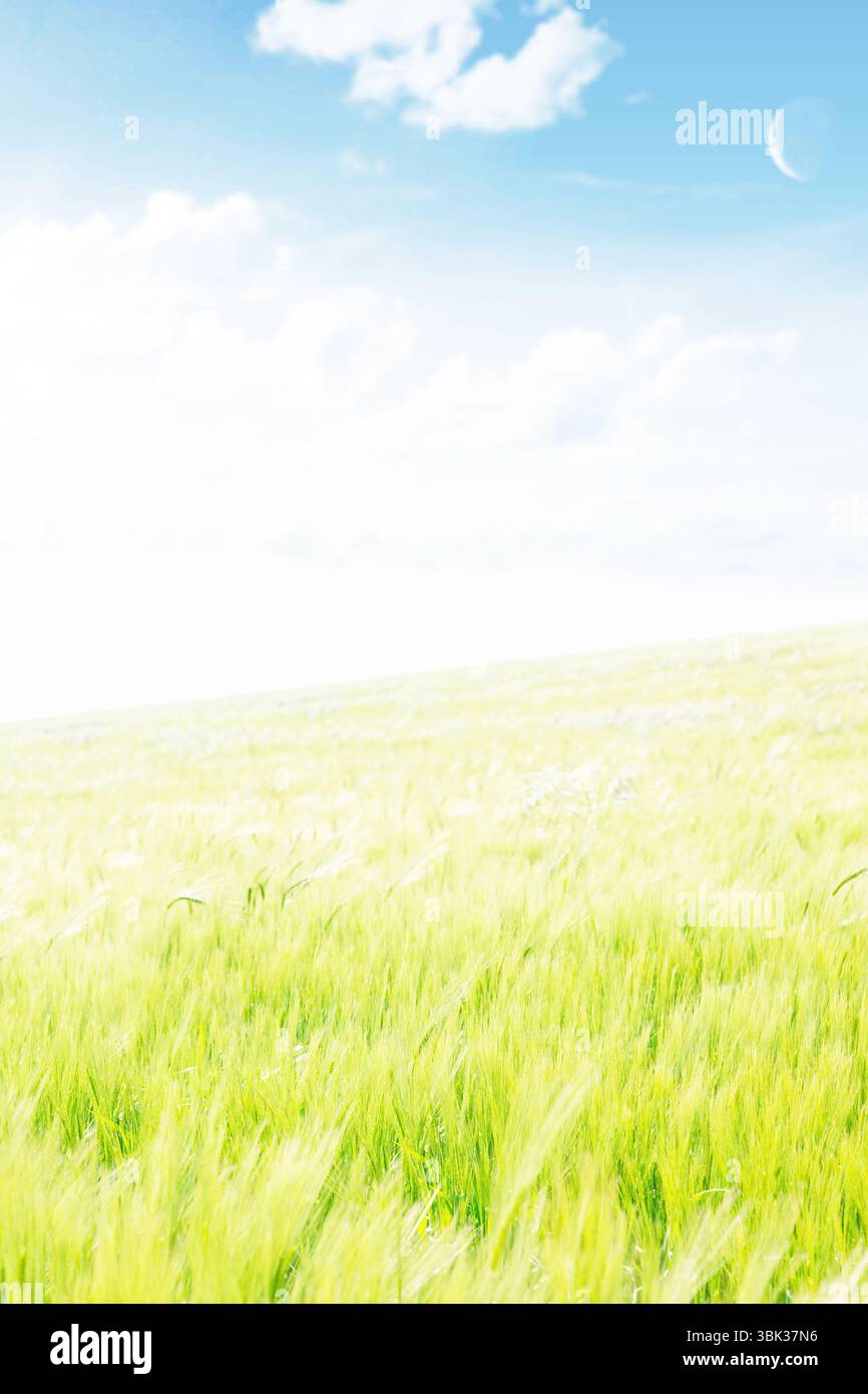 Das grüne Grasfeld wiegt sich in flachem Design, mit blauem Himmel, Wolken, Mondsichel, Kopierraum Stockfoto