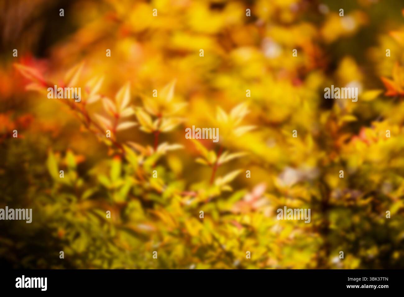 Sonnenlicht-goldgelbes Strauchblatt zeigt abstrakte Bokeh-Komposition im Herbstgarten Stockfoto Sonnenlicht-goldgelbes Strauchblatt zeigt abstrakte Bokeh-Komposition im Herbstgarten Stockfoto