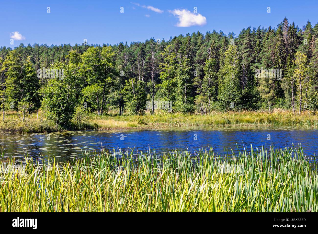 Waldsee mit einem Moor in einem Nadelwald an einem sonnigen Sommertag Stockfoto