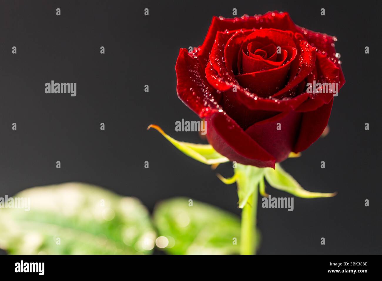 Tiefrote Rose glitzert auf grünem Stiel mit Wassertröpfchen in flacher Vektorillustration Stockfoto