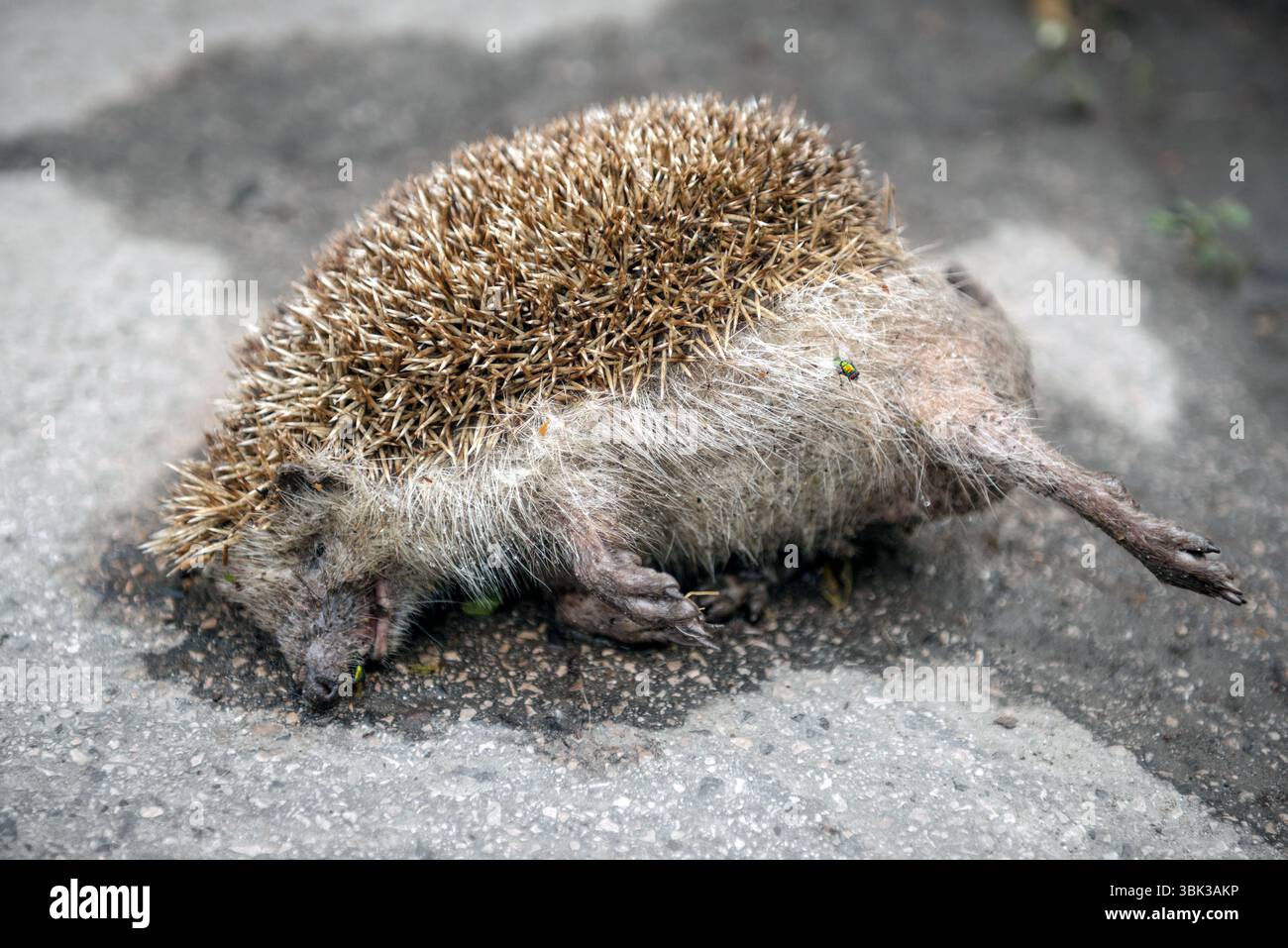 Totes Stachelschwein mitten auf der Straße Stockfoto