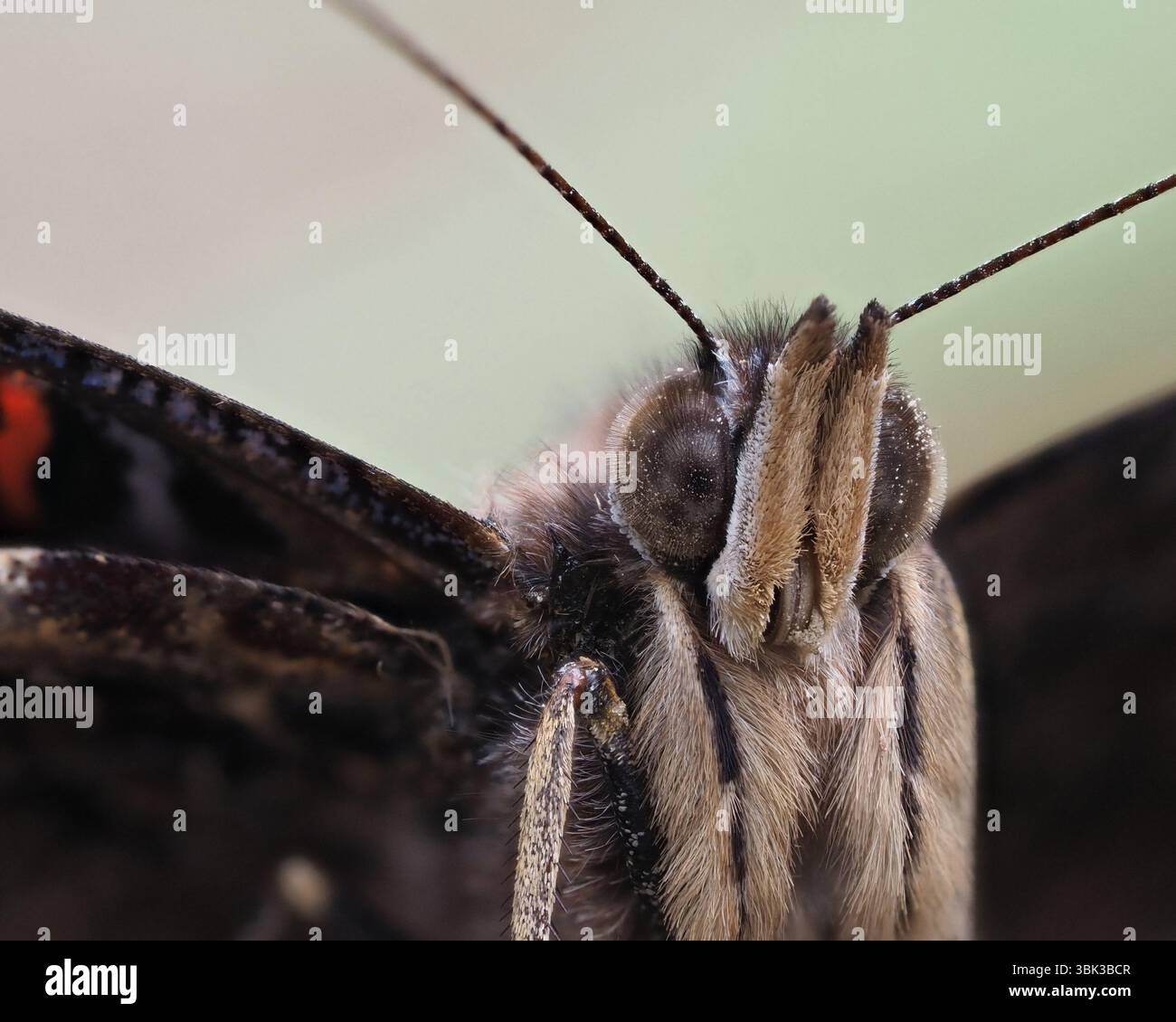 Der Schmetterling zeigt seine zarten Farben und Texturen in einem lebendigen Garten. Feine Details der Flügel und Antennen sind deutlich sichtbar, zeigen Stockfoto