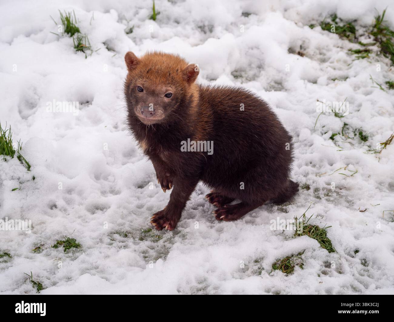 Bush Dog Welpe macht einen Spaziergang im Schnee Stockfoto