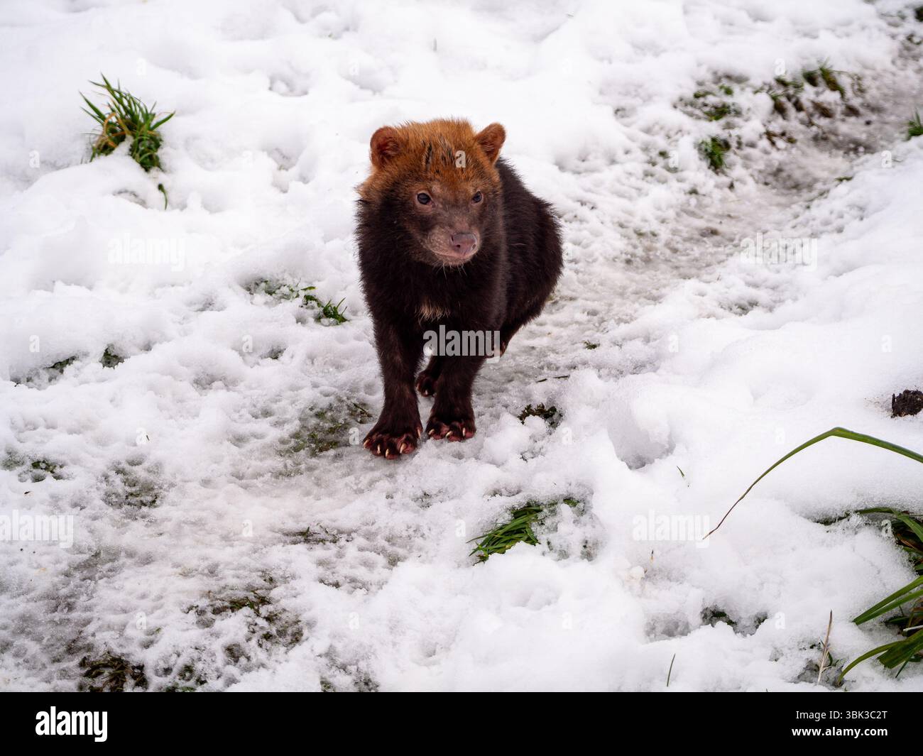 Bush Dog Welpe macht einen Spaziergang im Schnee Stockfoto