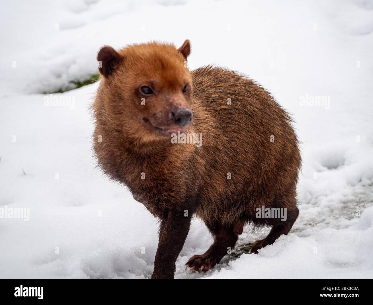Bush Dog macht einen Spaziergang im Schnee Stockfoto