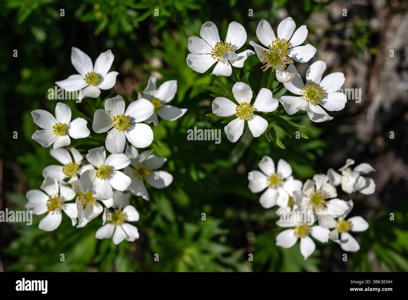 Blühende Narzisse Tippkraut, Anemonastrum narcissiflorum, im Schustler-Garten in Labsky dul im Riesengebirge, Spindleruv Mlyn, Bezirk Trutnov, Region Hradec Kralove, 17. Juni, 2025. der als Schustler-Garten bekannte Ort im zentralen Riesengebirge, einer der reichsten botanischen Orte im Nationalpark Krkonose (KRNAP), erinnert an den Botaniker Frantisek Schustler, dessen Tod in diesem Jahr das hundertjährige Jubiläum bedeutete. Schustler stand hinter der ursprünglichen Idee der Schaffung des Nationalparks Krkonose, obwohl er ihn 1963 nicht mehr deklariert sah. Schustler's Garden Repressen Stockfoto