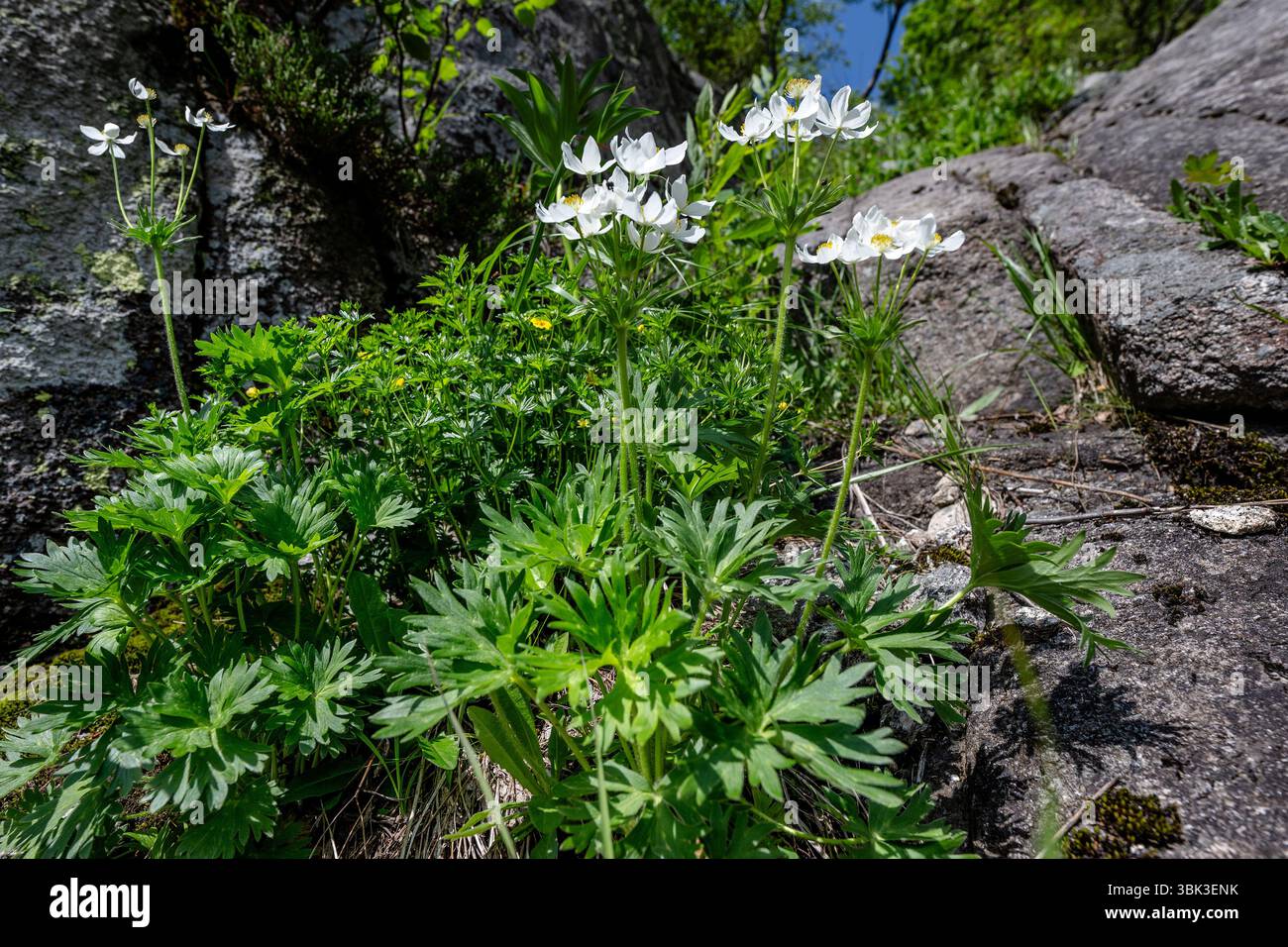 Blühende Narzisse Tippkraut, Anemonastrum narcissiflorum, im Schustler-Garten in Labsky dul im Riesengebirge, Spindleruv Mlyn, Bezirk Trutnov, Region Hradec Kralove, 17. Juni, 2025. der als Schustler-Garten bekannte Ort im zentralen Riesengebirge, einer der reichsten botanischen Orte im Nationalpark Krkonose (KRNAP), erinnert an den Botaniker Frantisek Schustler, dessen Tod in diesem Jahr das hundertjährige Jubiläum bedeutete. Schustler stand hinter der ursprünglichen Idee der Schaffung des Nationalparks Krkonose, obwohl er ihn 1963 nicht mehr deklariert sah. Schustler's Garden Repressen Stockfoto