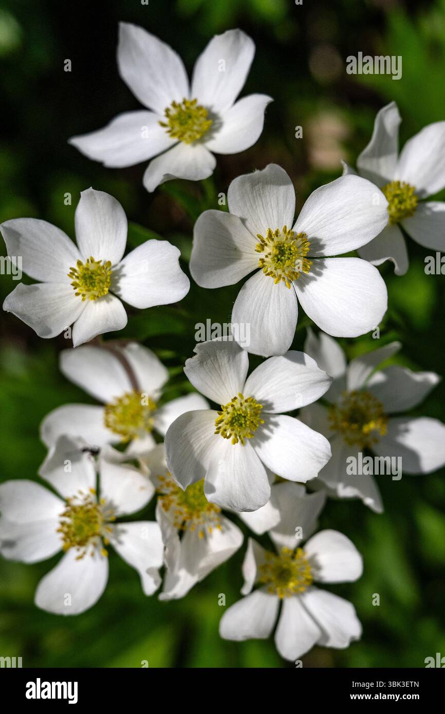 Blühende Narzisse Tippkraut, Anemonastrum narcissiflorum, im Schustler-Garten in Labsky dul im Riesengebirge, Spindleruv Mlyn, Bezirk Trutnov, Region Hradec Kralove, 17. Juni, 2025. der als Schustler-Garten bekannte Ort im zentralen Riesengebirge, einer der reichsten botanischen Orte im Nationalpark Krkonose (KRNAP), erinnert an den Botaniker Frantisek Schustler, dessen Tod in diesem Jahr das hundertjährige Jubiläum bedeutete. Schustler stand hinter der ursprünglichen Idee der Schaffung des Nationalparks Krkonose, obwohl er ihn 1963 nicht mehr deklariert sah. Schustler's Garden Repressen Stockfoto
