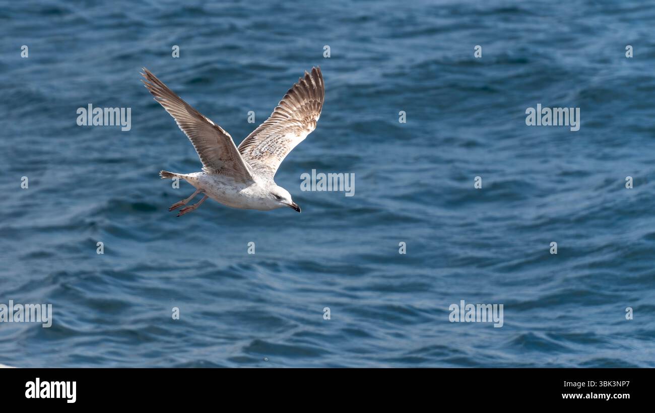 Die Möwe, die anmutig über dem Meer schweben, mit ausgestreckten Flügeln und fängt die Freiheit des Fluges über dem tiefblauen Wasser ein Stockfoto