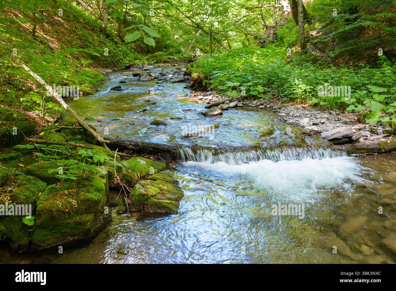 Wildwasserbach im dichten Wald. Landschaftlich schöne grüne Umgebung des ukrainischen Waldes im Sommer. Wunderschöne Naturlandschaft. Frische von Wäldern auf einem sonnigen Stockfoto