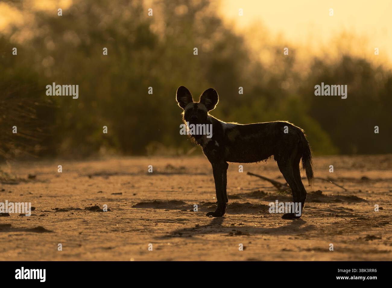 Wilder Hund, bemalter Wolf, Lycaon Pictus, bemalter Hund, der von der untergehenden Sonne hinterleuchtet wird. South Luangwe National Park, Sambia, Afrika Stockfoto