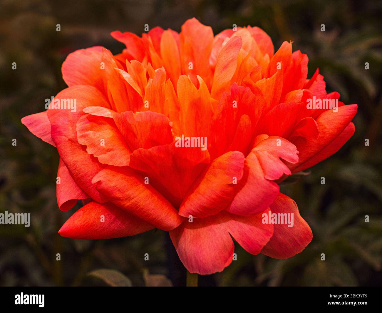 Eine Nahaufnahme einer Pfingstrose im Blumenzelt bei der Chelsea Flower Show in London, Großbritannien. Stockfoto