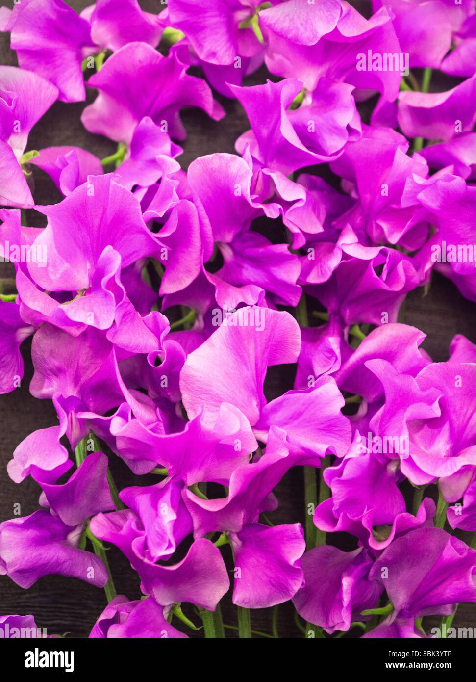 Ein kleiner Tropfen lila süßer Erbsen im Rahmen einer Ausstellung auf der Chelsea Flower Show in London, Großbritannien. Stockfoto