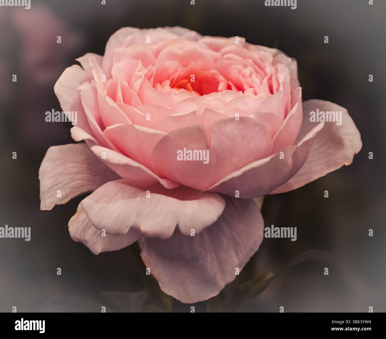 Eine Nahaufnahme einer englischen Rose im Blumenzelt bei der Chelsea Flower Show in London, Großbritannien. Stockfoto