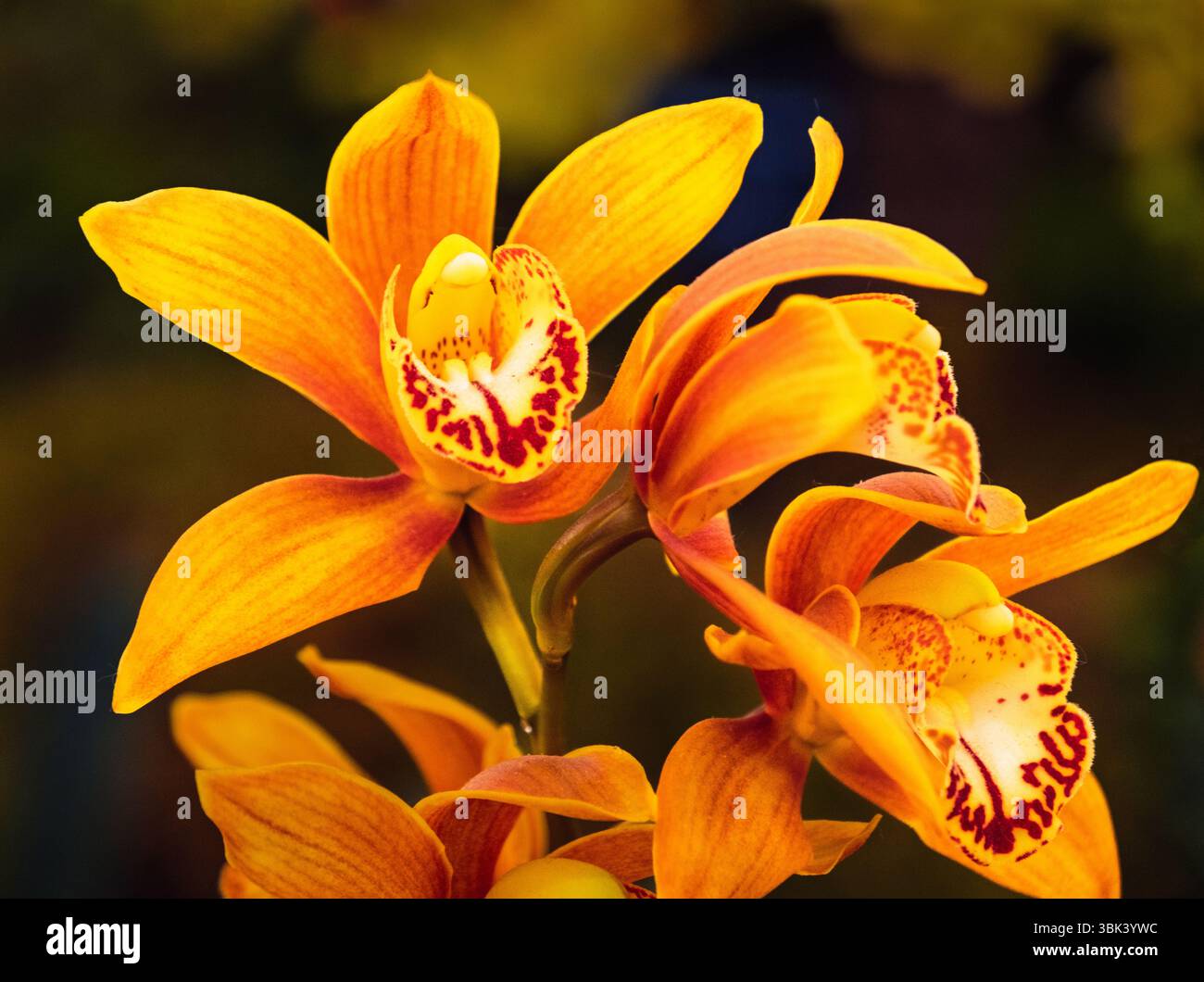 Eine Nahaufnahme der Cymbidium-Orchideen bei der Chelsea Flower Show in London, Großbritannien. Stockfoto