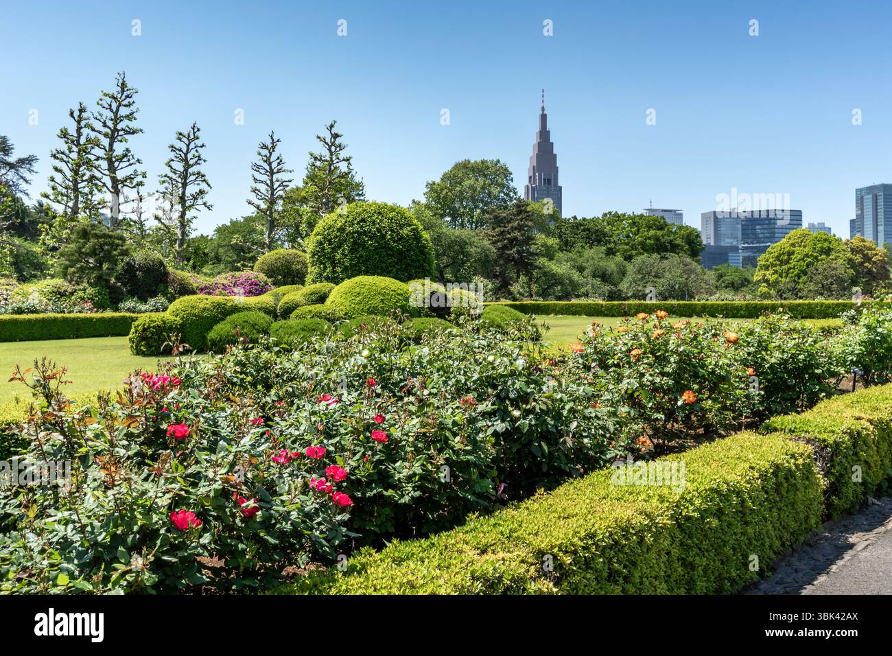 Rosengarten im Shinjuku Gyoen National Garden im Frühling mit blauem Himmel und hohen Gebäuden im Hintergrund, Tokio, Japan Stockfoto