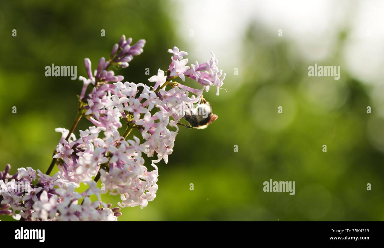 Hummel auf blühenden Fliederblüten im Frühjahr. Nahaufnahme einer Biene, die Nektar auf rosa Blüten sammelt, mit weichem Sonnenlicht und grünem, verschwommenem Hintergrund. Stockfoto