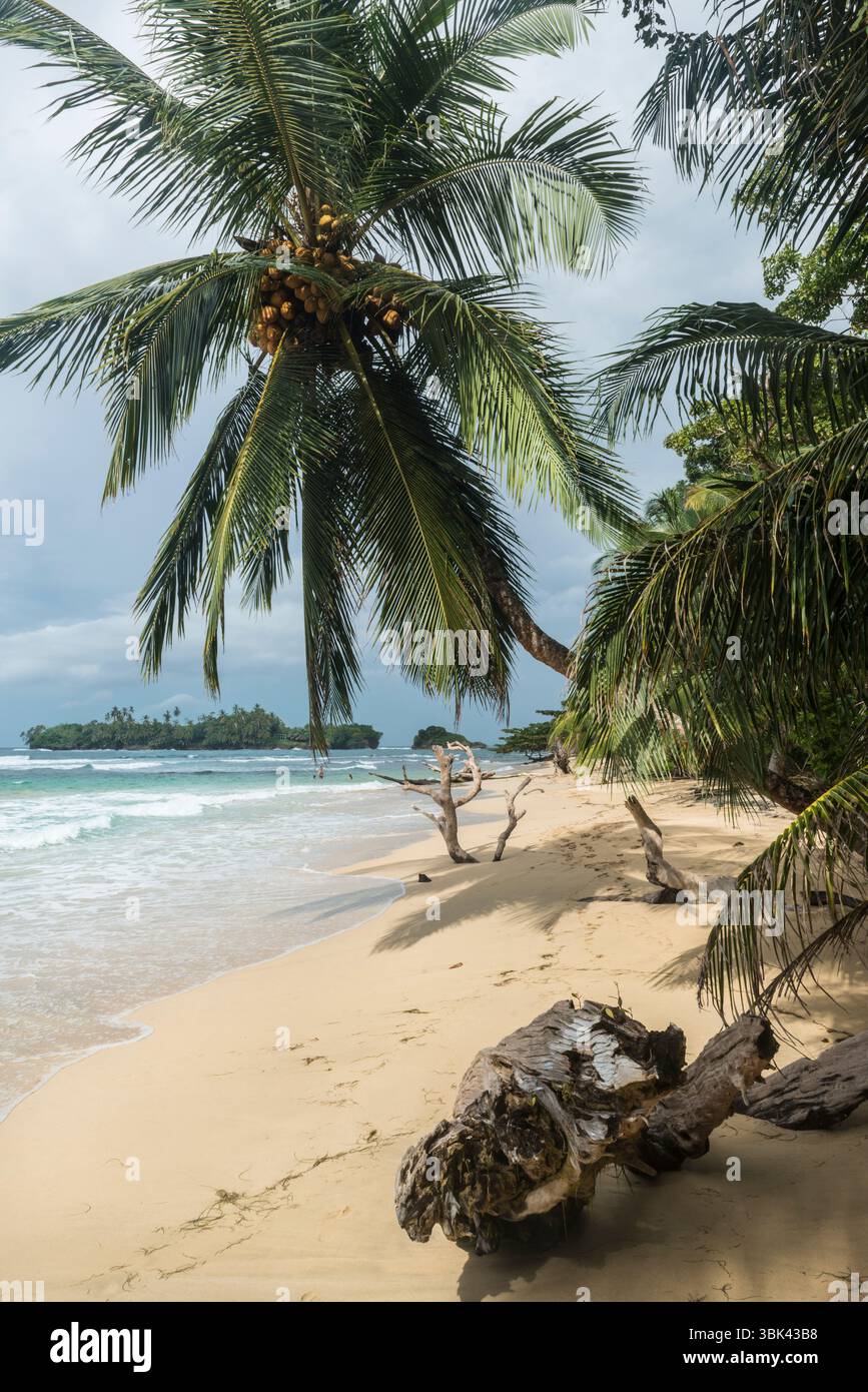Goldener Strand, etwas Treibholz, eine hängende Kokospalme und eine Insel in der Ferne. Die perfekte Kombination für einen Urlaub. Panama Stockfoto