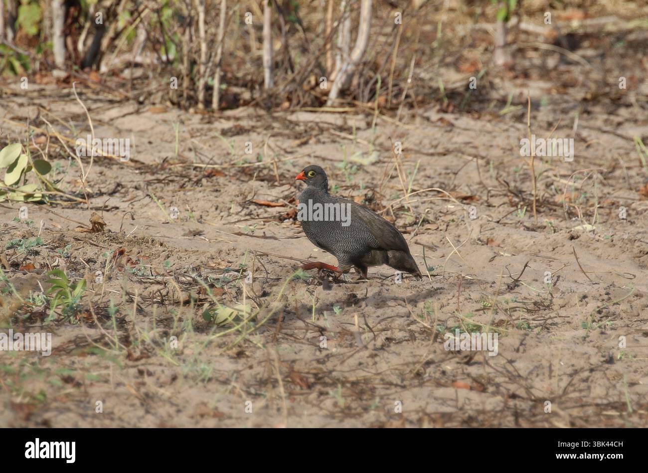 Rotschnabel-Spurvogel - Pternistis adspersus Stockfoto