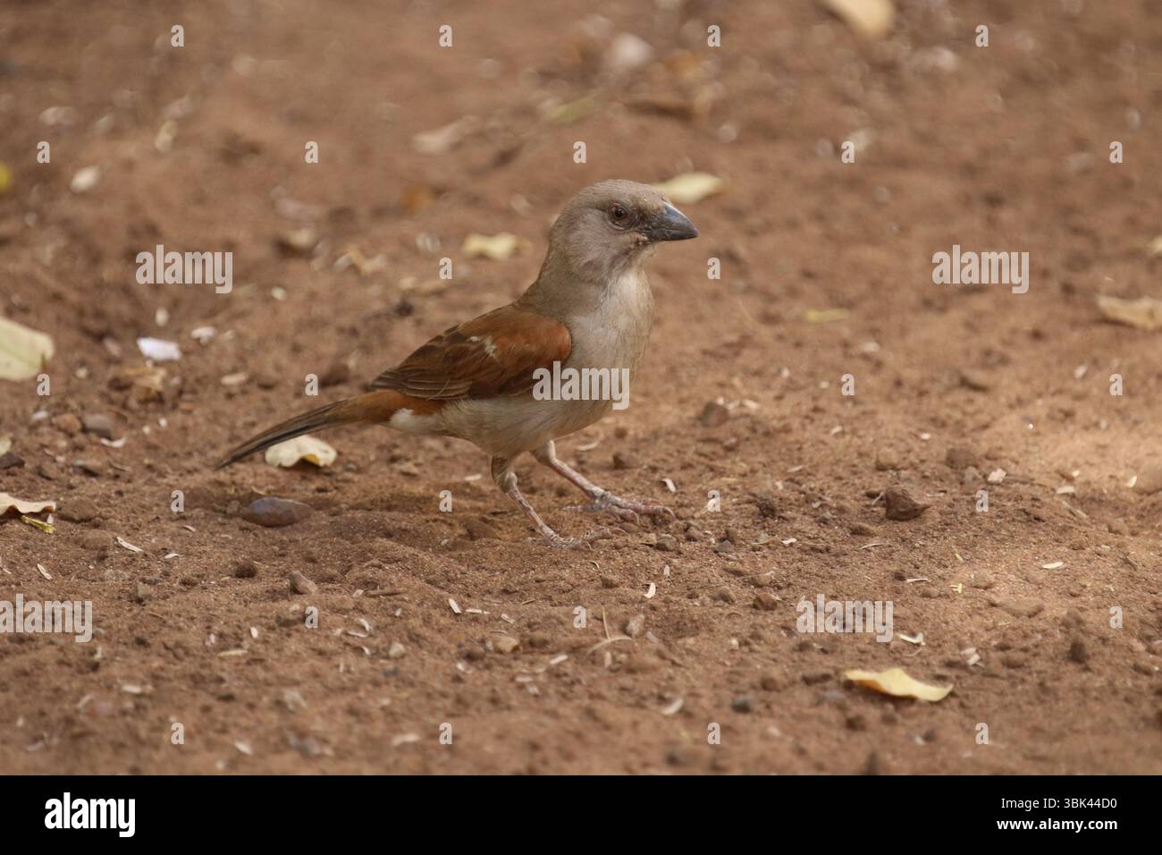 Südlicher Graukopf-Sperling - Passer diffusus Stockfoto