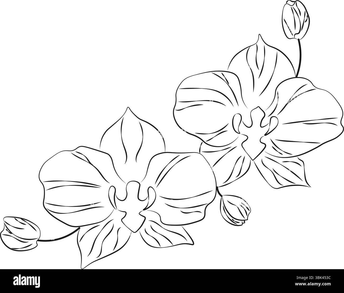 Elegante schwarz-weiße Strichgrafik-Illustration von Orchideenblüten mit Knospen. Minimalistische botanische Zeichnung, perfekt für Blumenmuster, Einladungen und Tätowierungen Stock Vektor