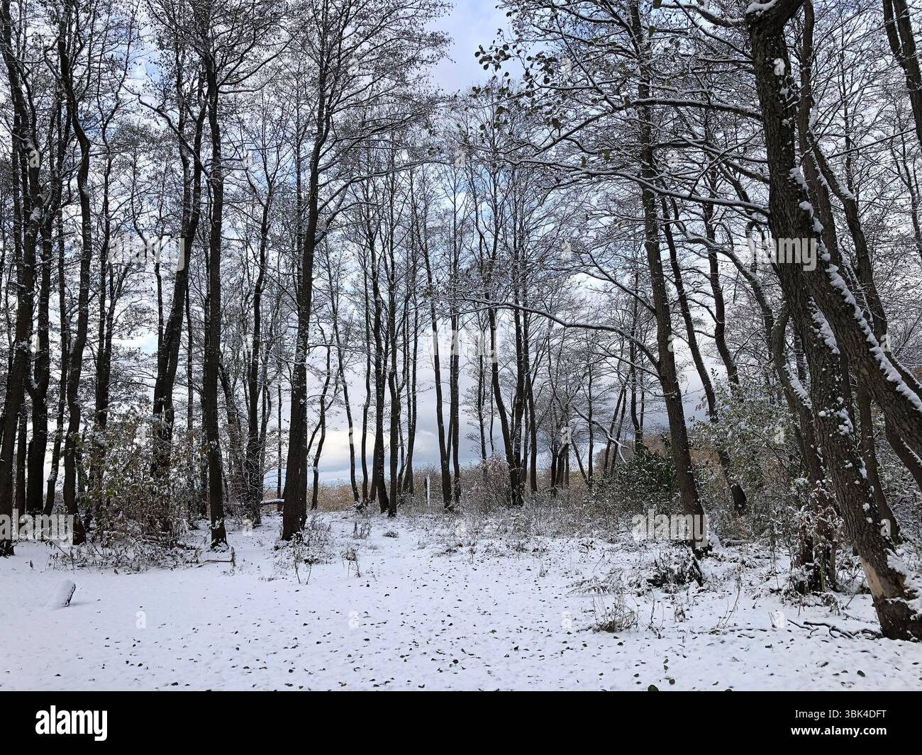 Weiße, malerische Winterlandschaft, hohe dunkle Silhouetten von Bäumen im Vordergrund, das Ufer des Sees ist hinter den Bäumen sichtbar, blauer Himmel mit Stockfoto